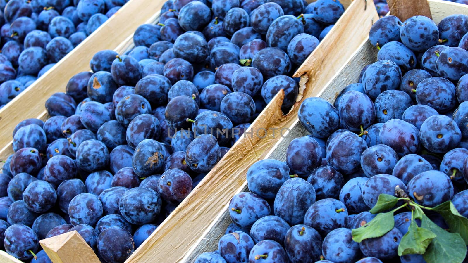 Banner, lots of blue plums in wooden crates. Displayed for sale on the market. by mahirrov