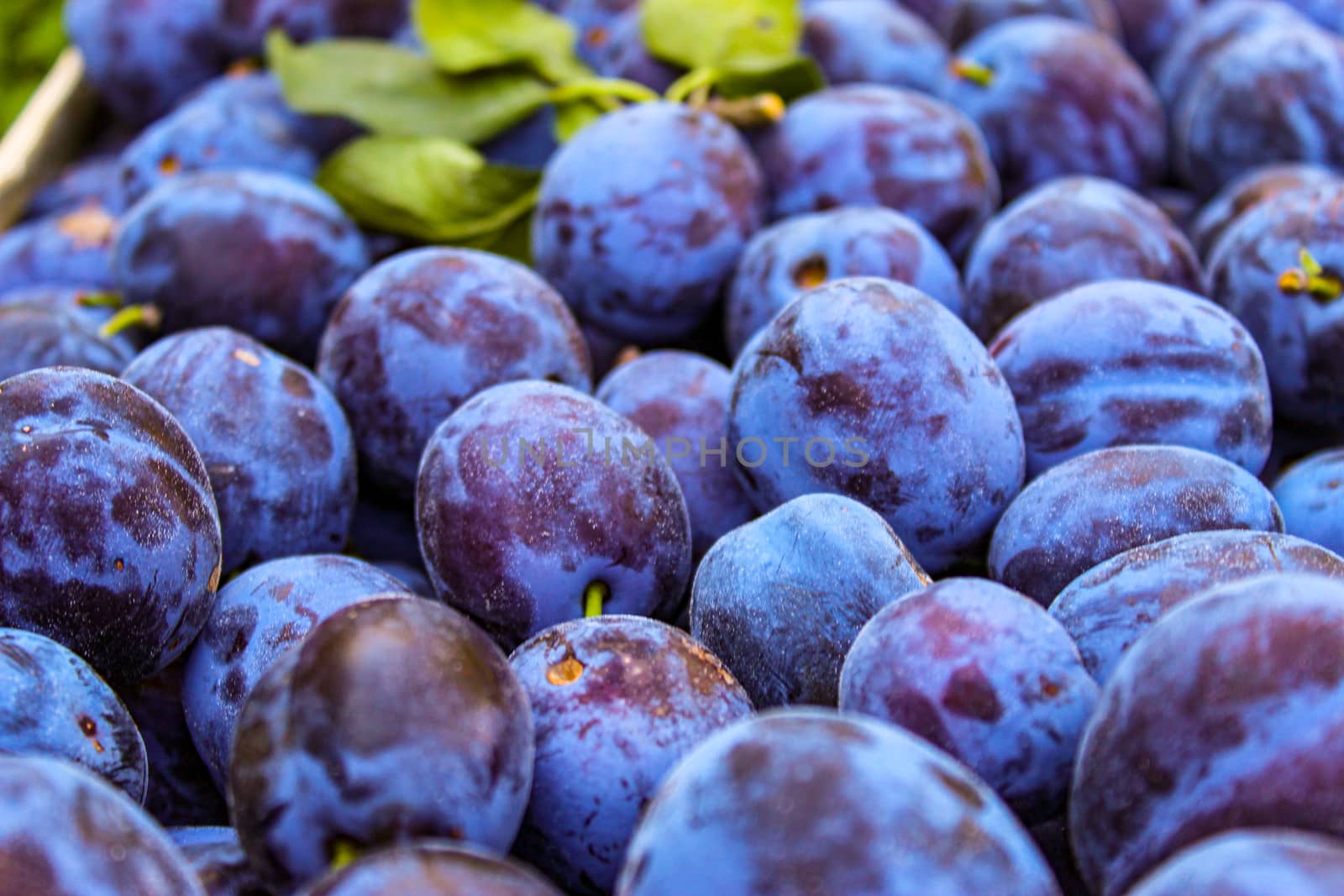 Full frame of fruit plums, prunus domestica. Zavidovici, Bosnia and Herzegovina.
