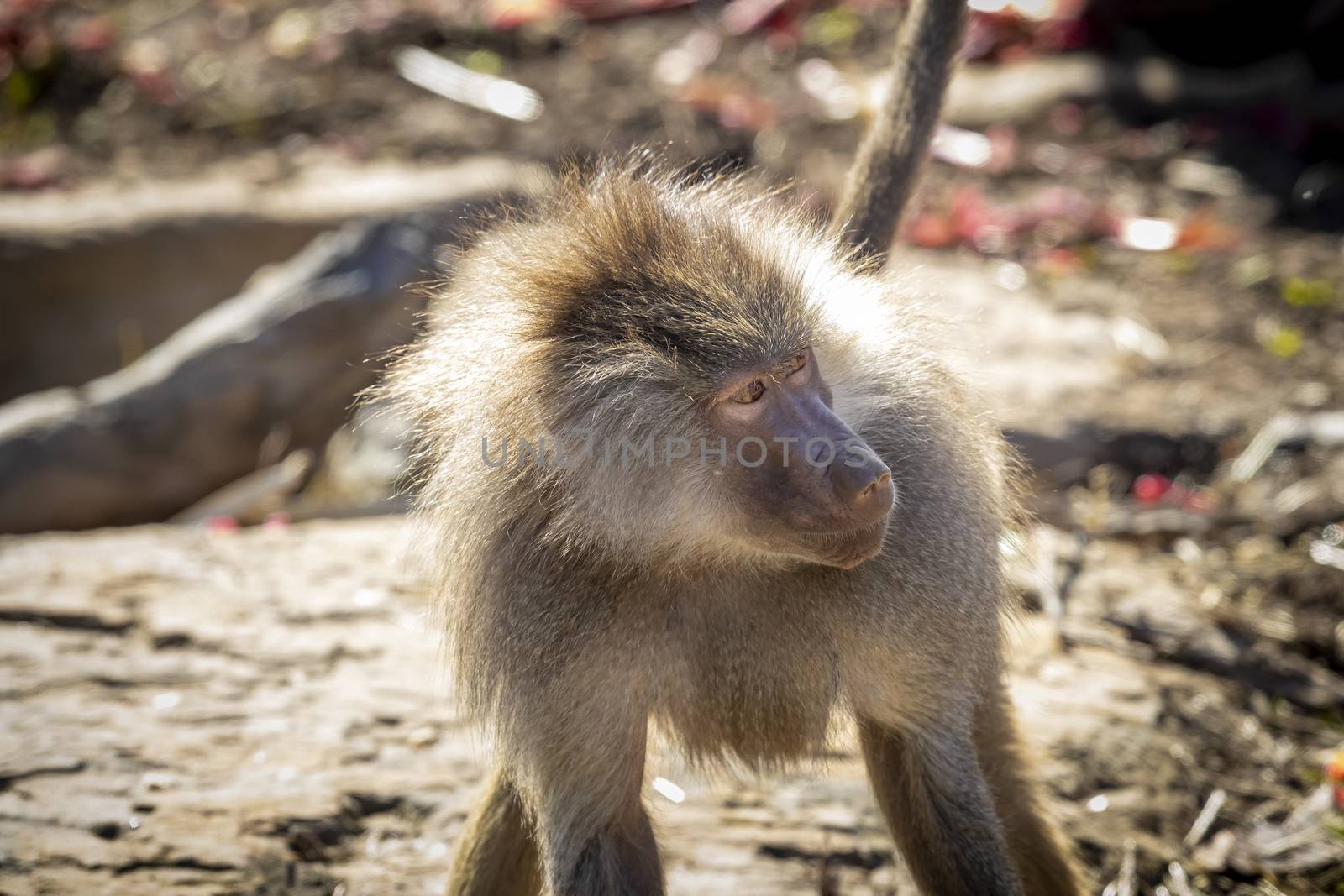 An adolescent Hamadryas Baboon relaxing in the sunshine by WittkePhotos