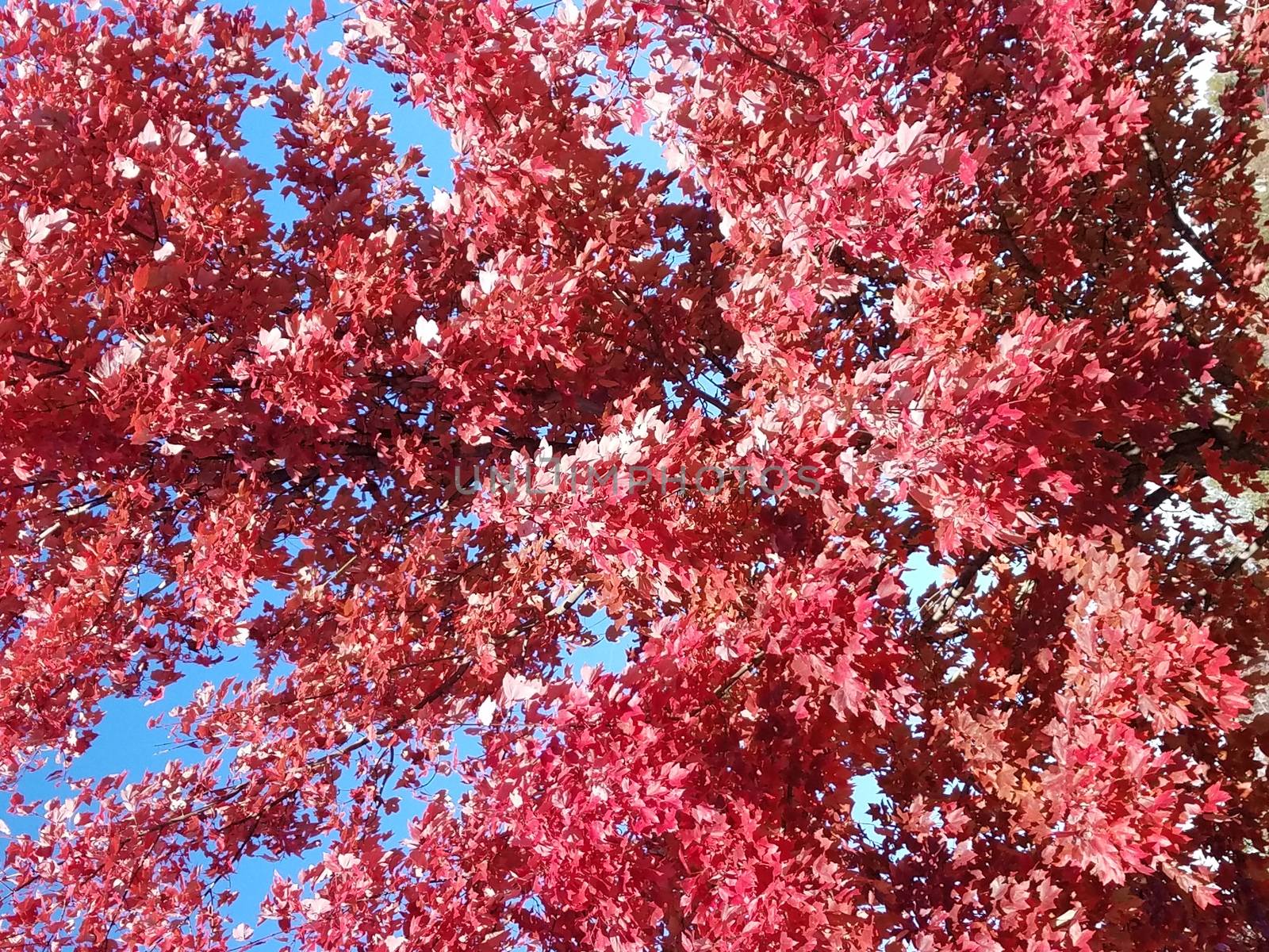 tall tree with red leaves or foliage and branches