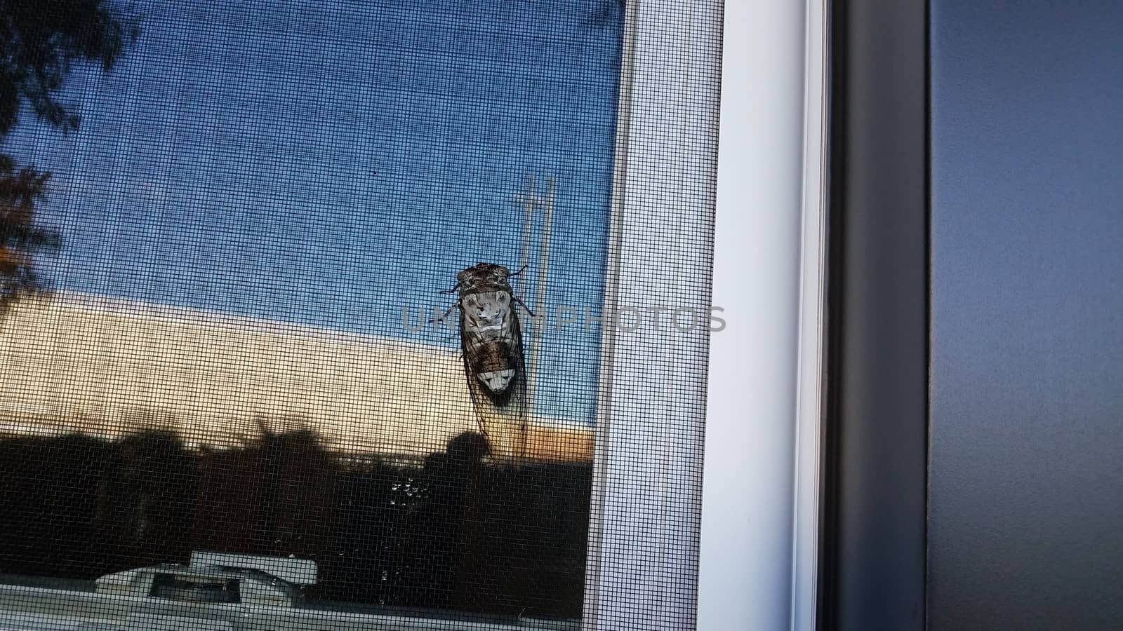 cicada insect or bug with wings on window screen