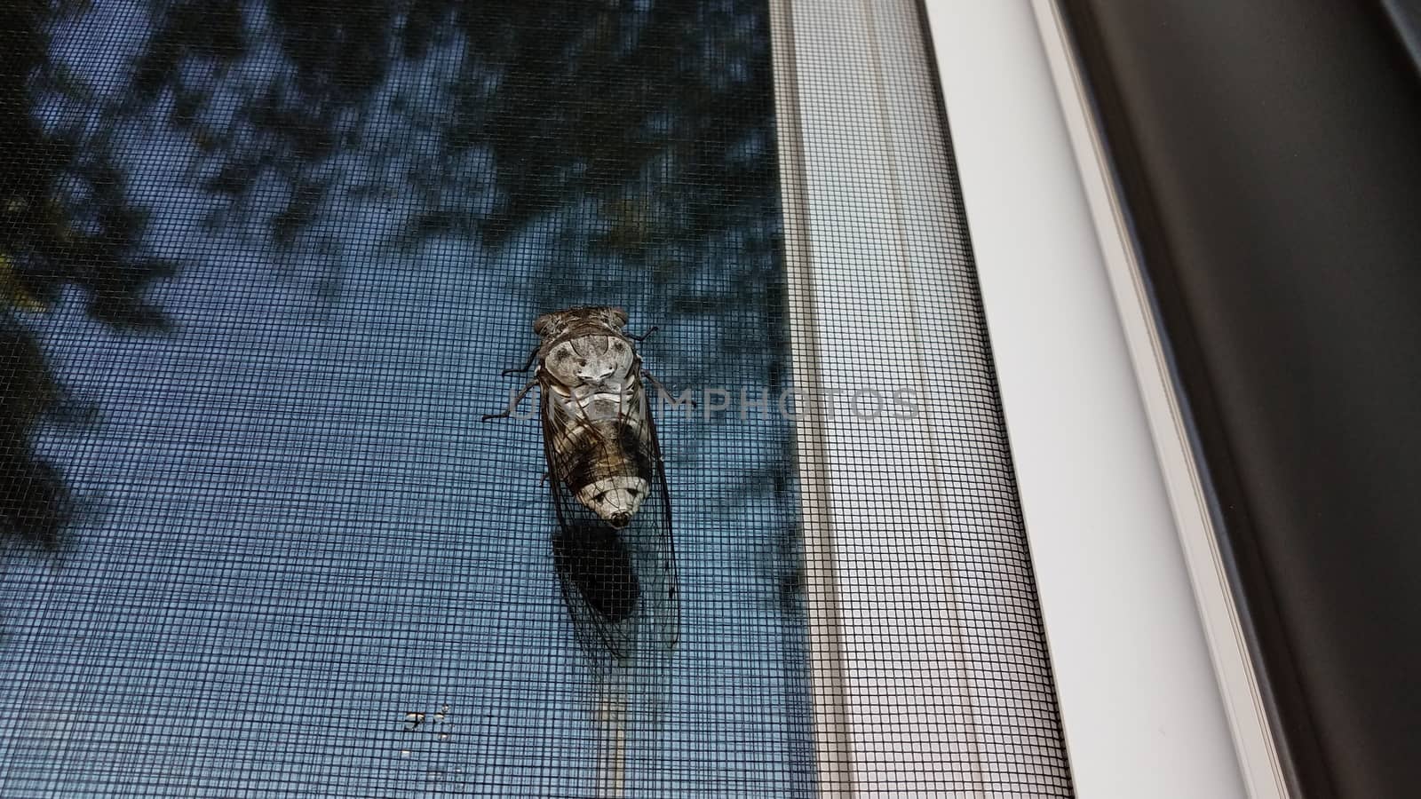 cicada insect or bug with wings on window screen