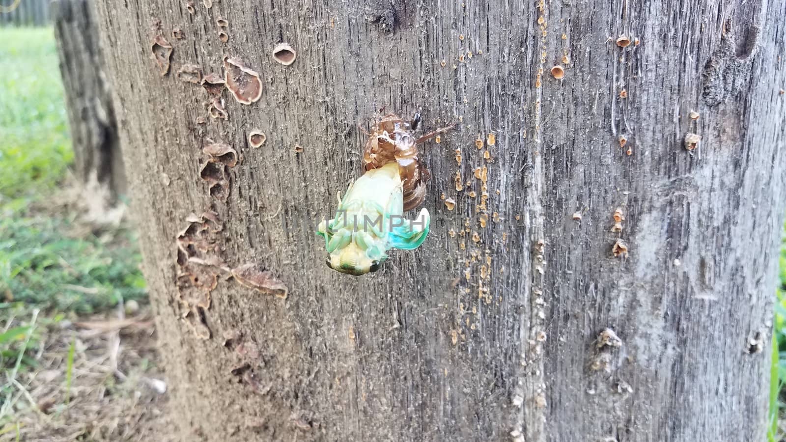 green cicada insect molting on tree stump emerging from skin