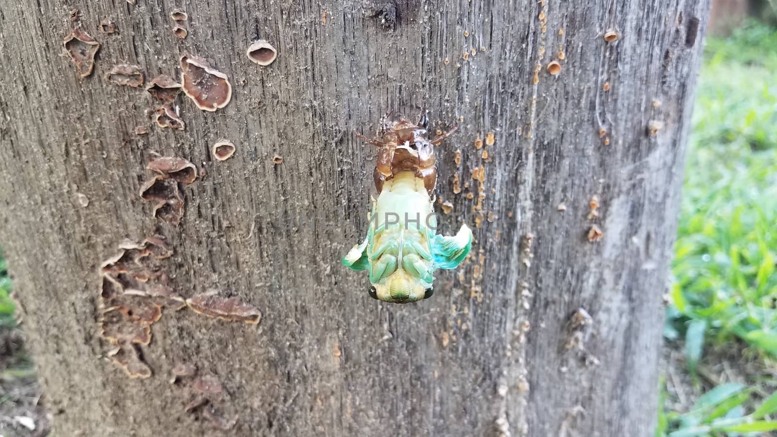 green cicada insect molting on tree stump emerging from skin