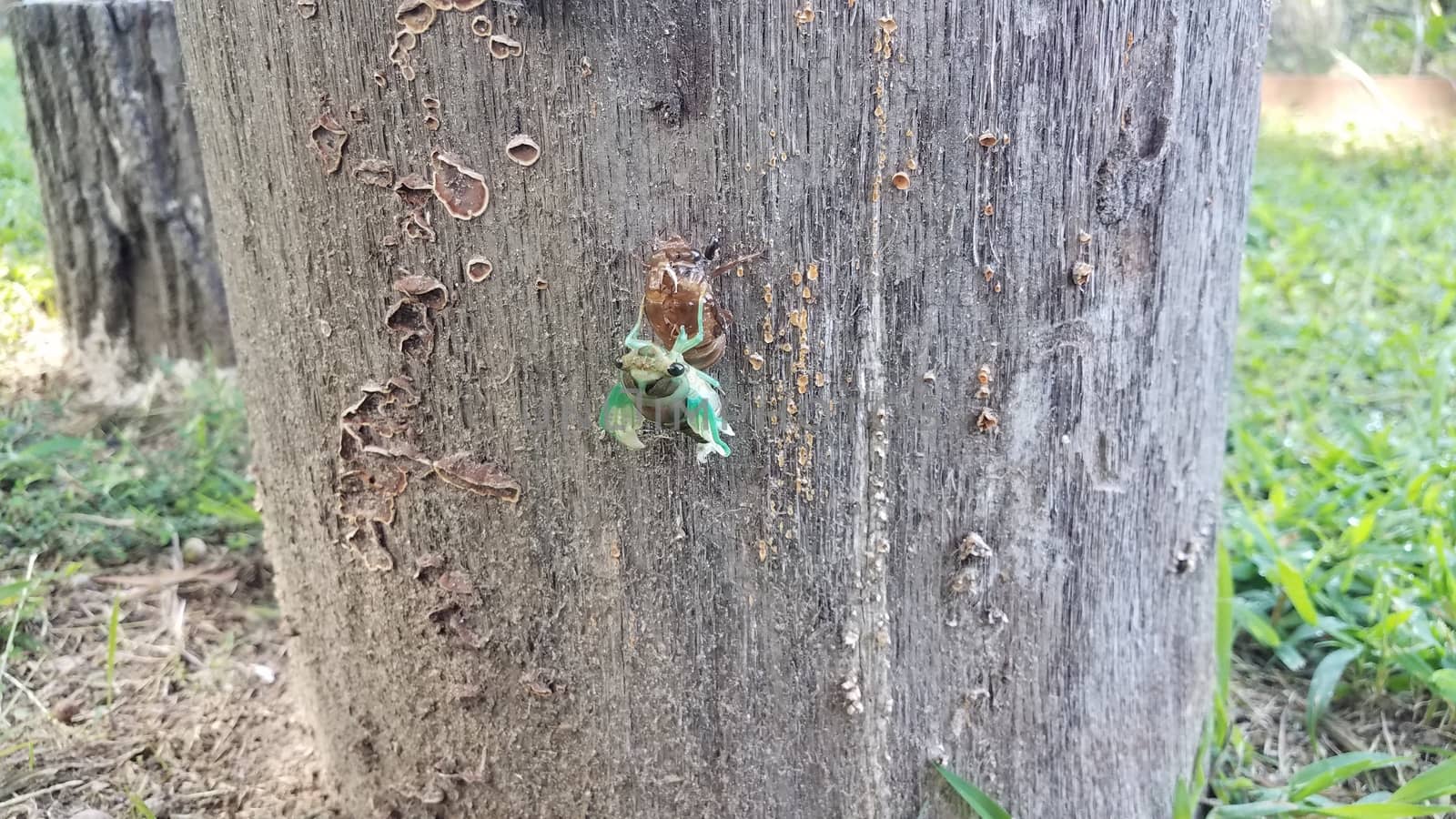 green cicada molting on tree stump emerging from skin by stockphotofan1