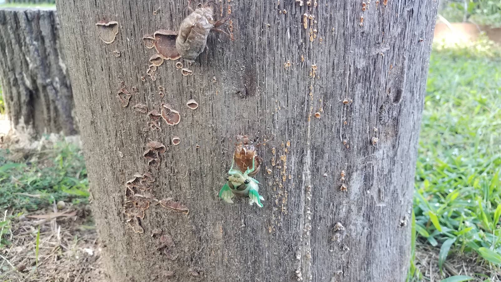 green cicada insect molting on tree stump emerging from skin