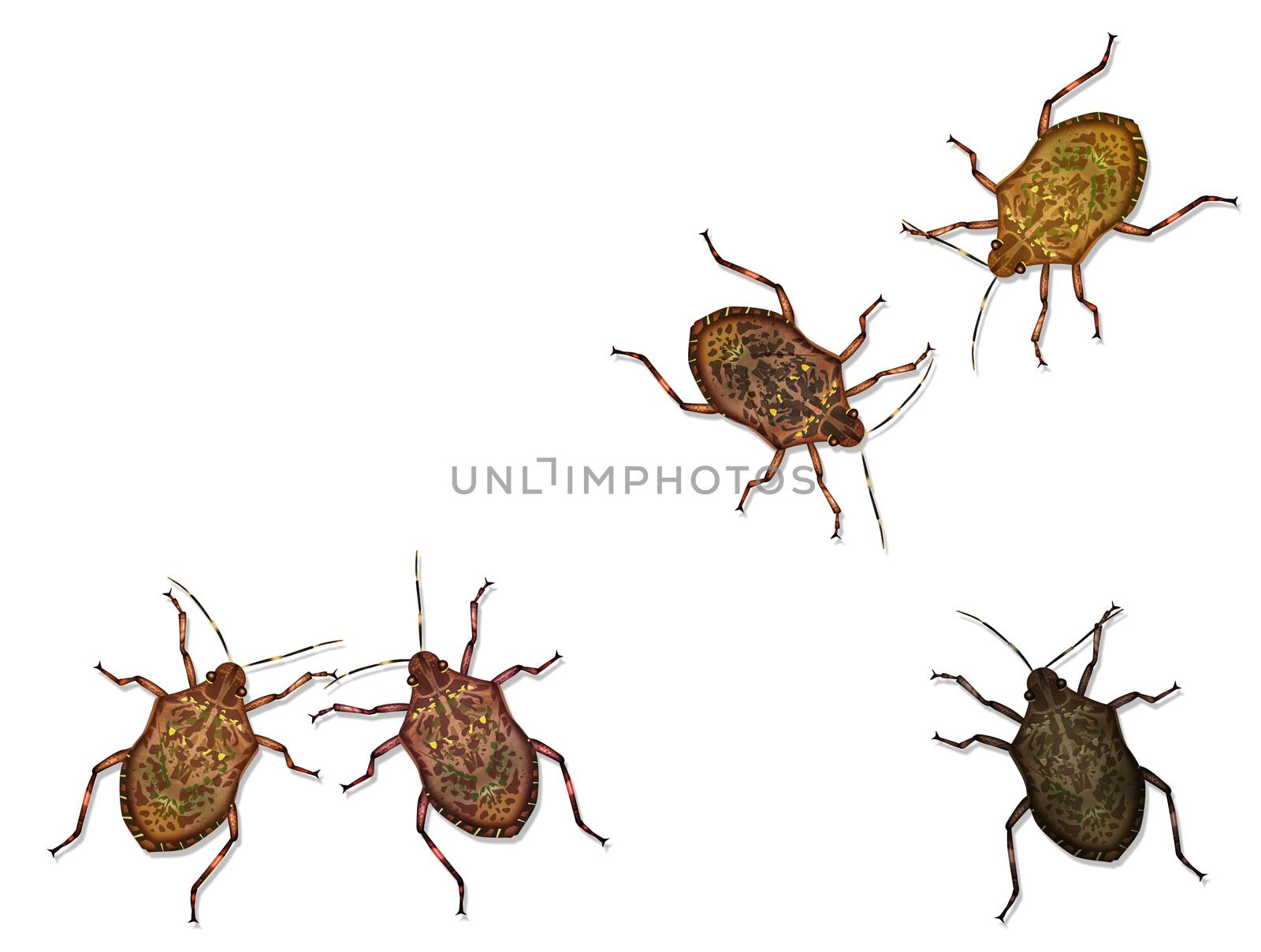 illustration of bedbugs background