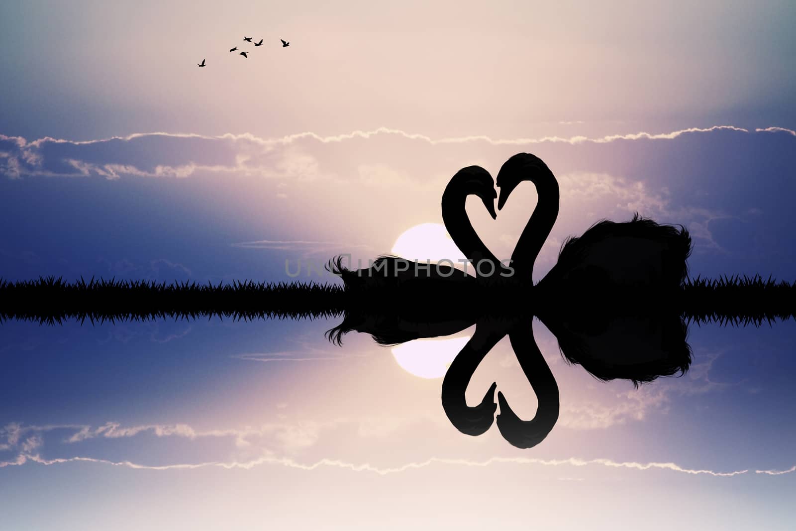 swans in love at sunset by adrenalina