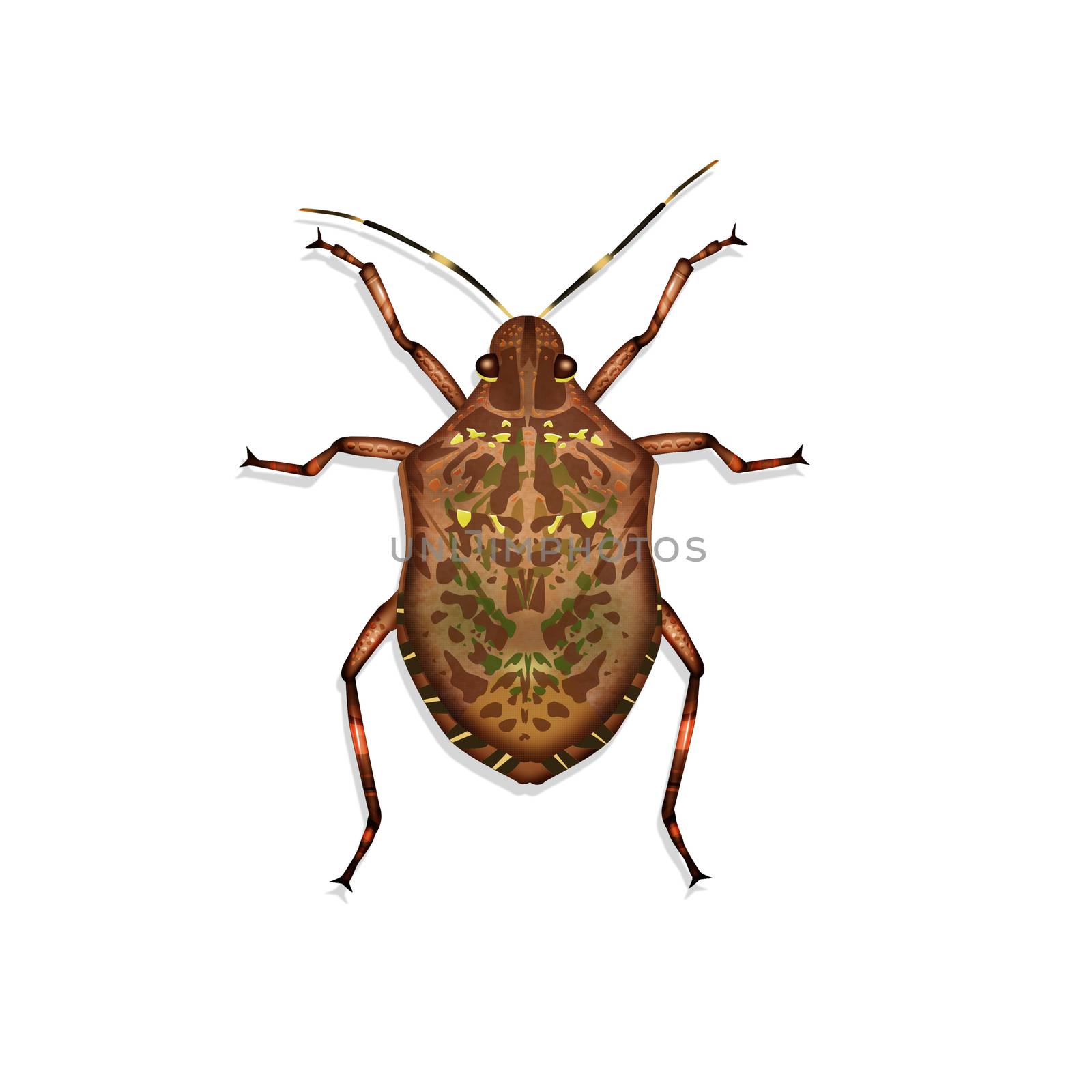 illustration of bed bug on white background