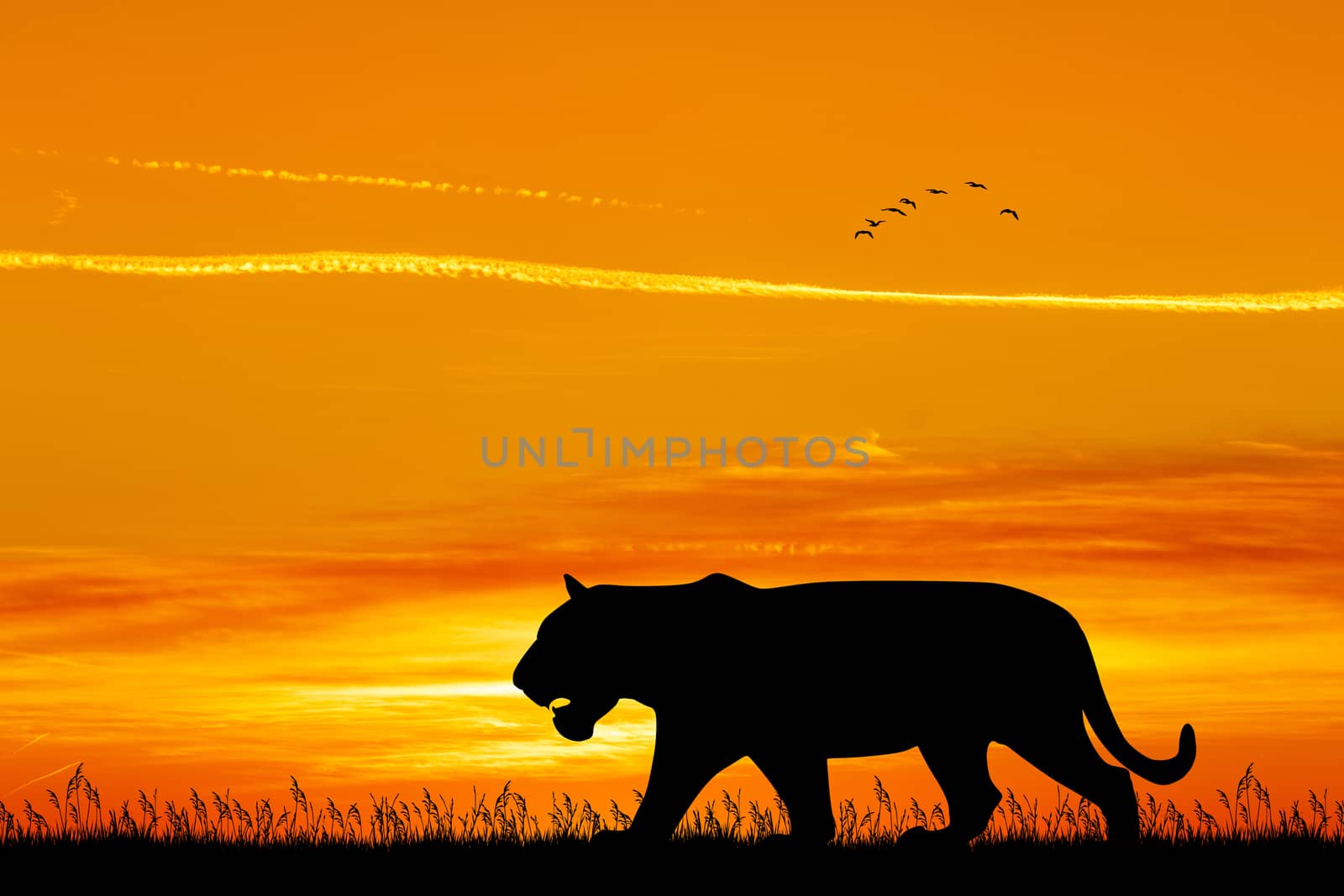 illustration of tiger silhouette at sunset