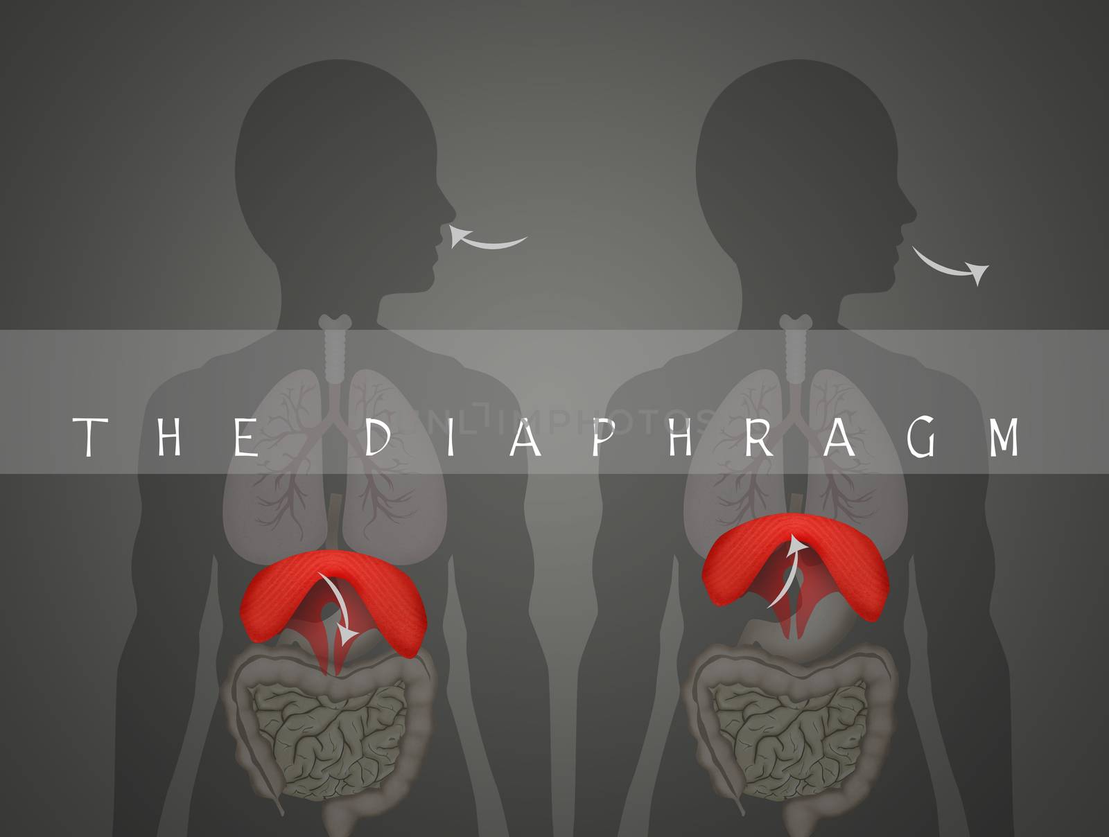 how the diaphragm works in breathing by adrenalina