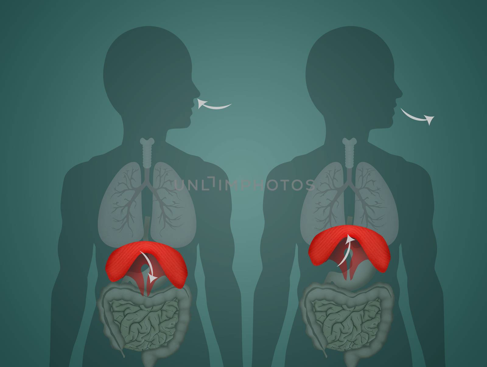 illustration of how the diaphragm works in breathing