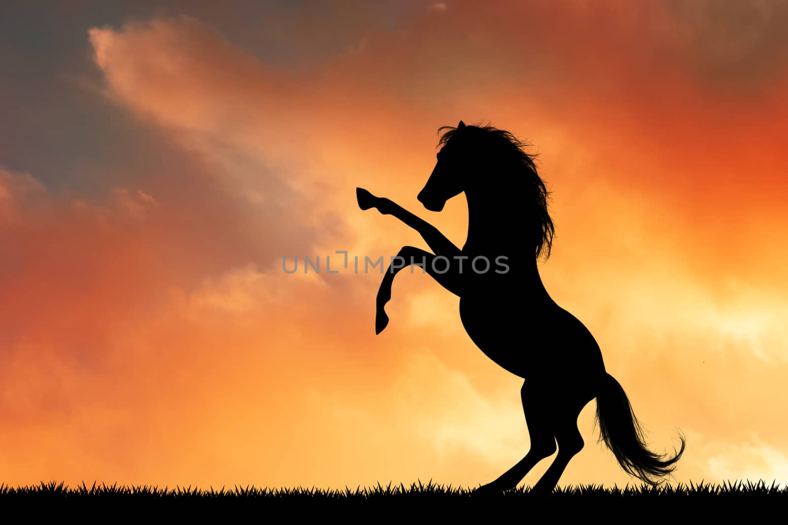 horse silhouette at sunset by adrenalina