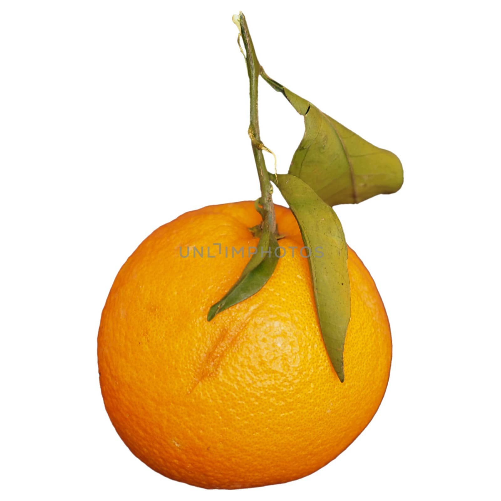 sweet orange (Citrus x sinensis) fruit vegetarian food isolated over white background