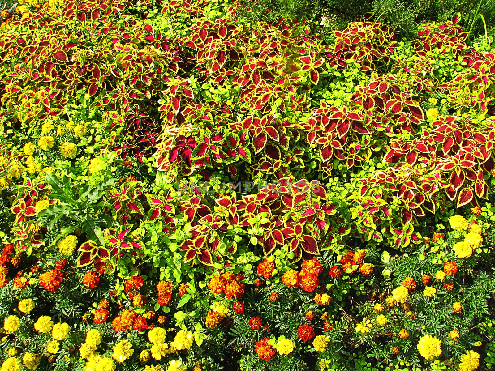 Beautiful flower bed on the street