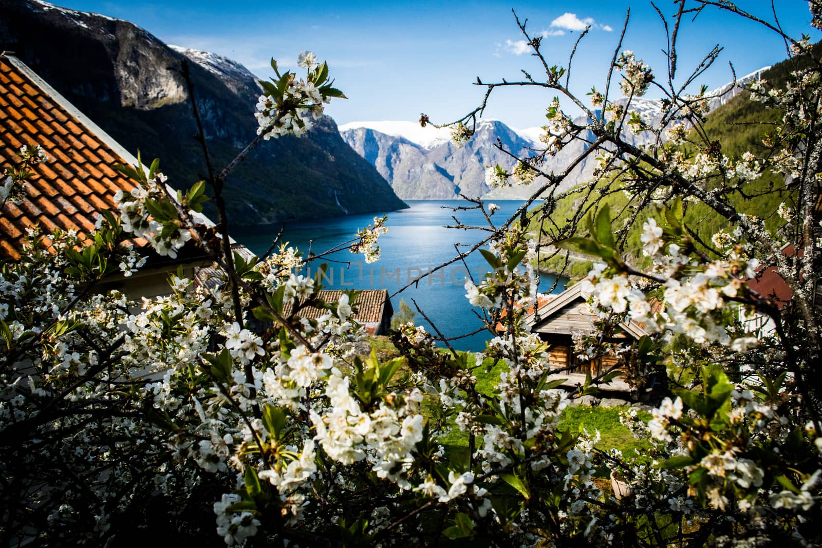 Springtime in Norway with view on the Aurlandsfjord. by kb79