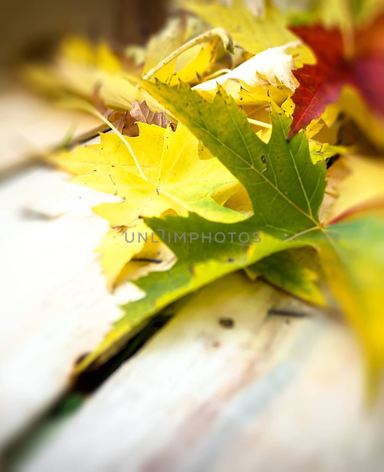 Autumn leaves abstract closeup with copy space. Ideal for your crative background.