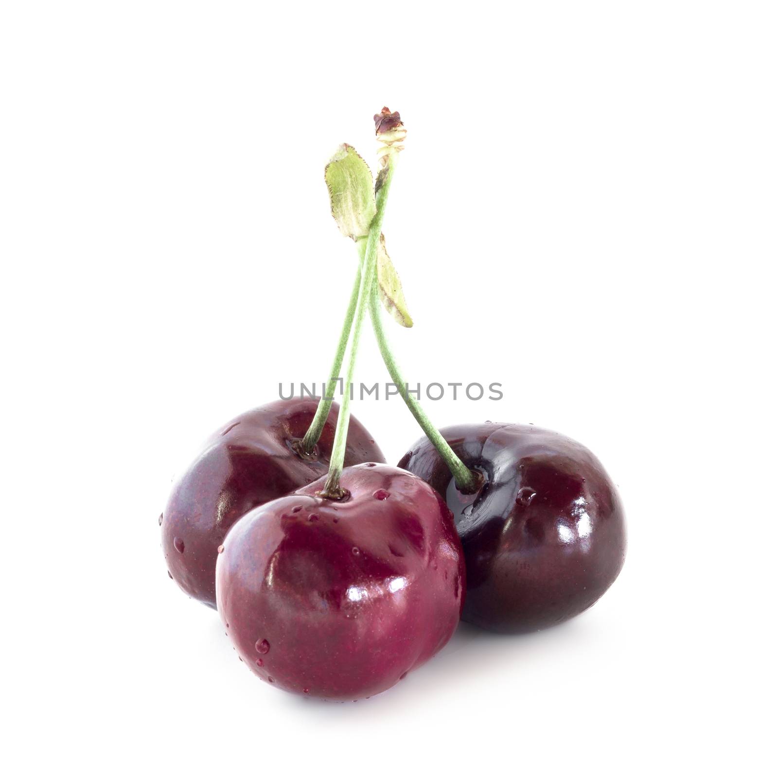 Three cherries covered with small drops of water, on white background.
