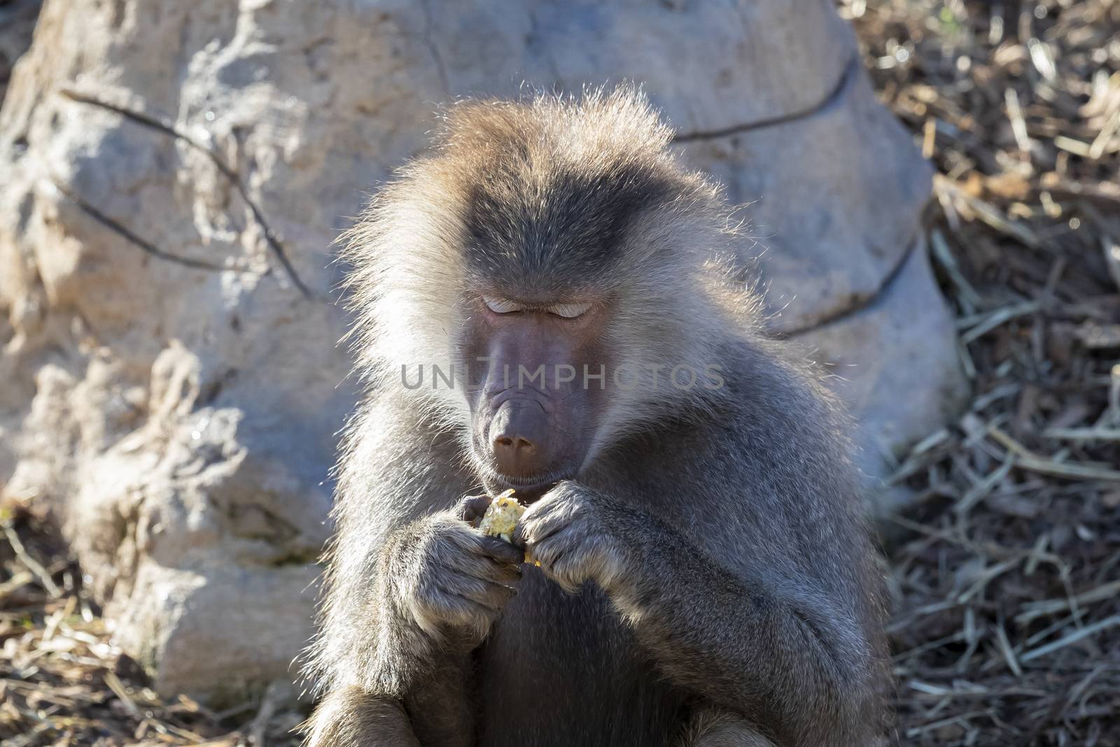 An adolescent Hamadryas Baboon eating food in the outdoors by WittkePhotos