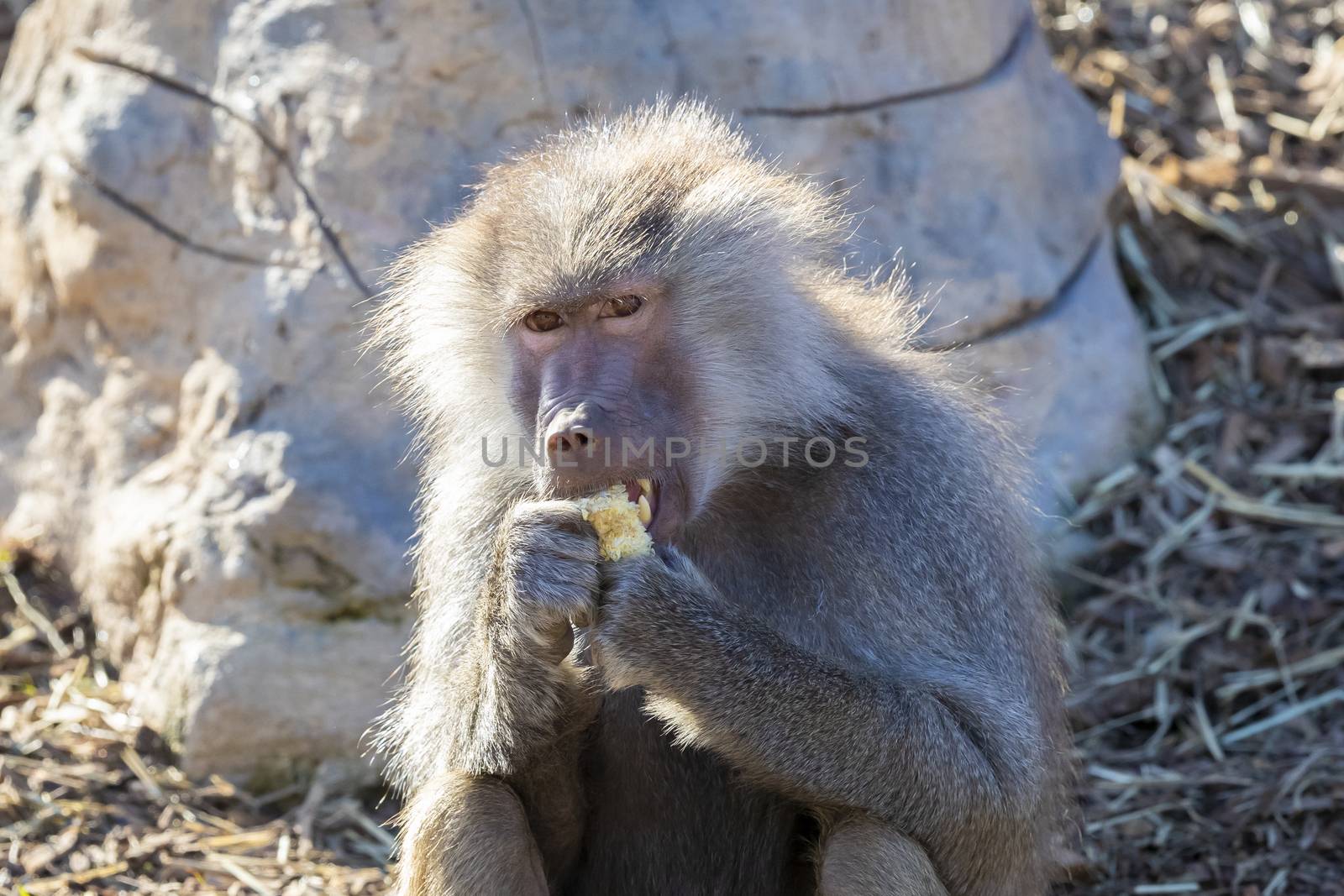 An adolescent Hamadryas Baboon eating food in the outdoors by WittkePhotos