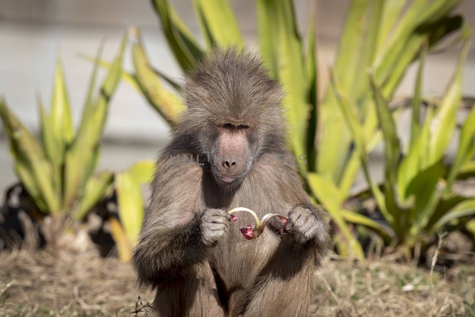 An adolescent Hamadryas Baboon eating food in the outdoors