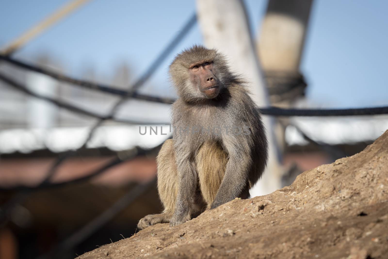 An adolescent Hamadryas Baboon relaxing in the sunshine