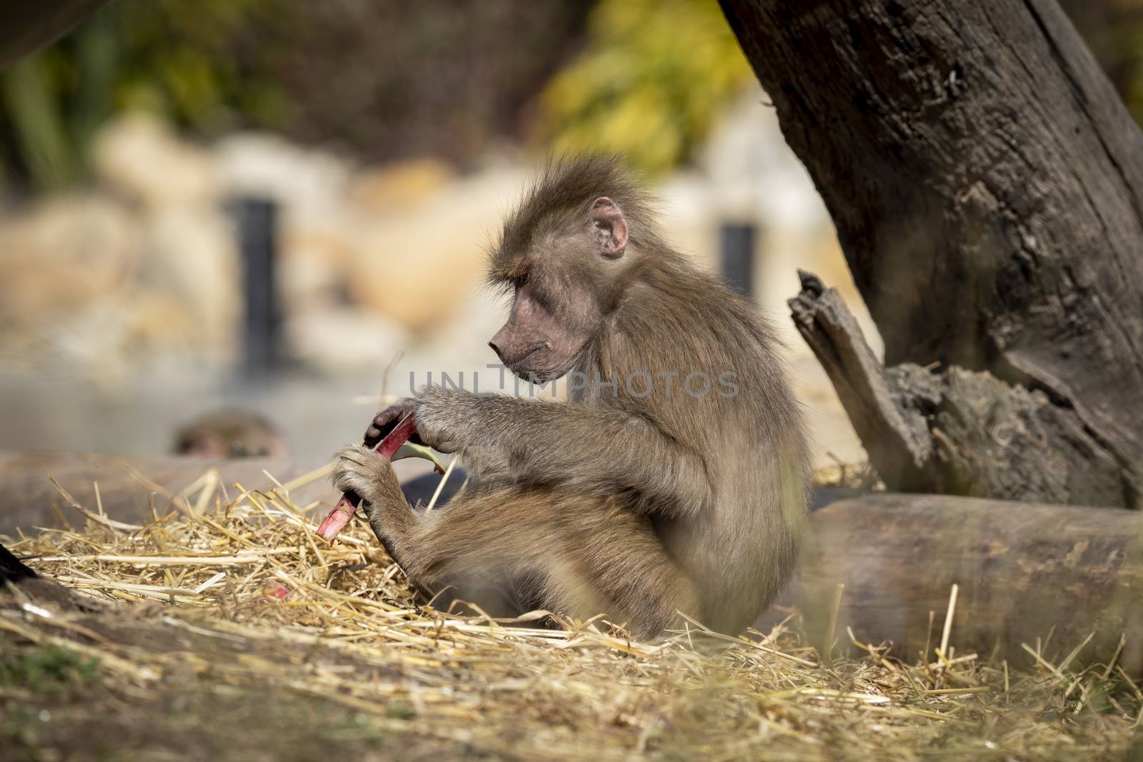 An adolescent Hamadryas Baboon relaxing in the sunshine by WittkePhotos