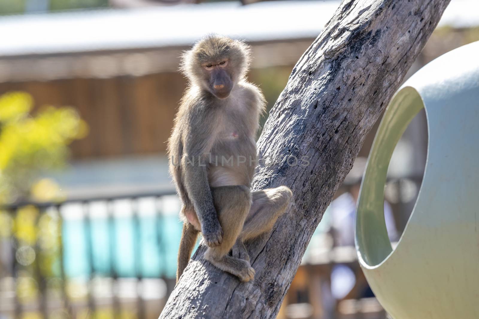 An adolescent Hamadryas Baboon relaxing in the sunshine by WittkePhotos