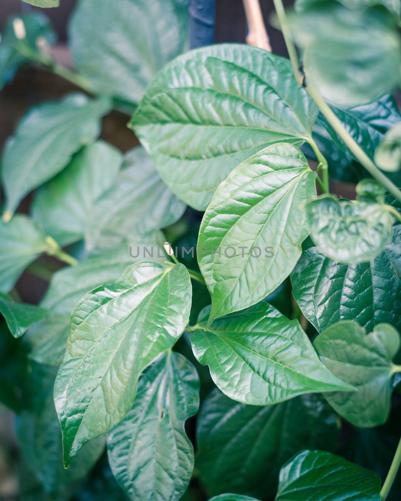 Filtered image betel leaves in family Piperaceae growing at backyard garden near Dallas, Texas, USA by trongnguyen
