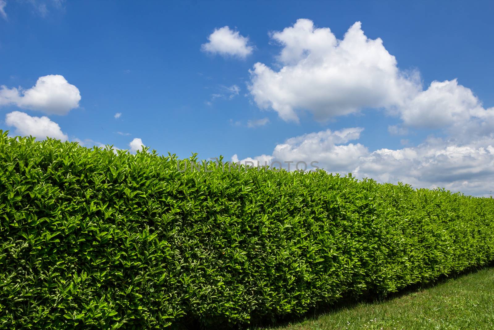 Green hedge in a garden, with blue sky and white clouds as background. Space for text.