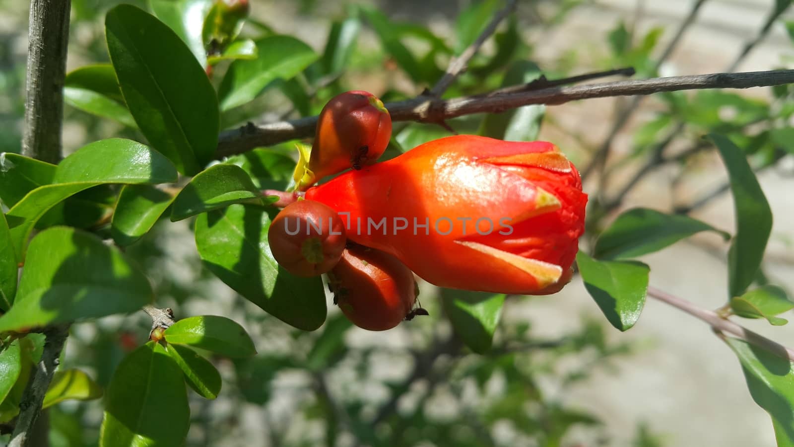 Red flower with stamens and green leaves in background by Photochowk