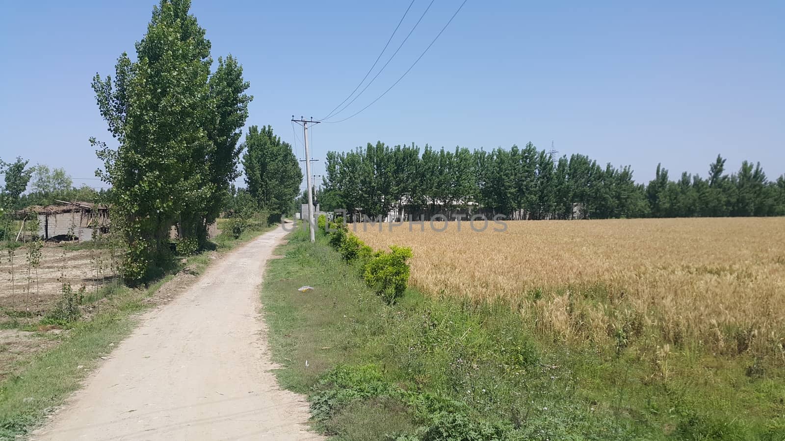 Pedestrian way or walk way with trees and grasses on both sides for public walk