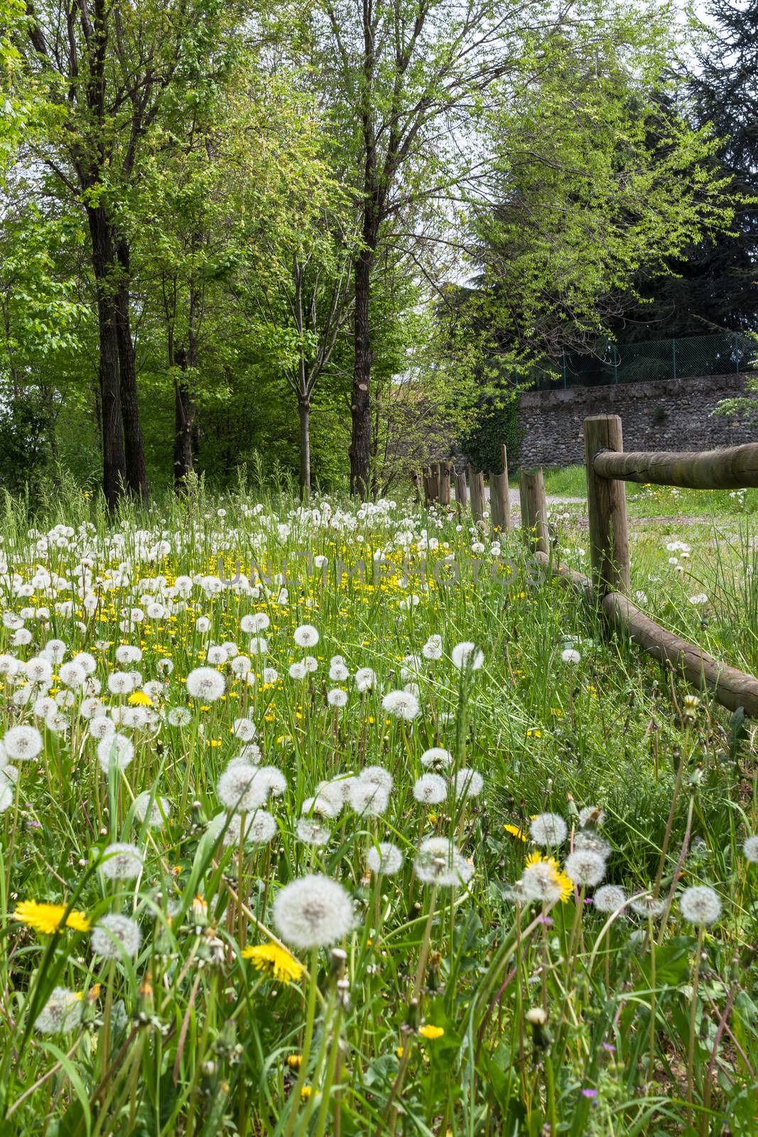 Vertical composition of a glimpse of Italian countryside, in the spring.