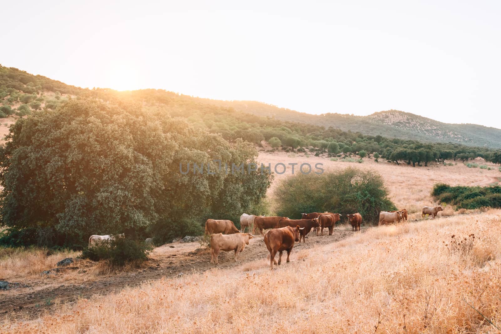 cows and bulls in the pasture of extremadura.