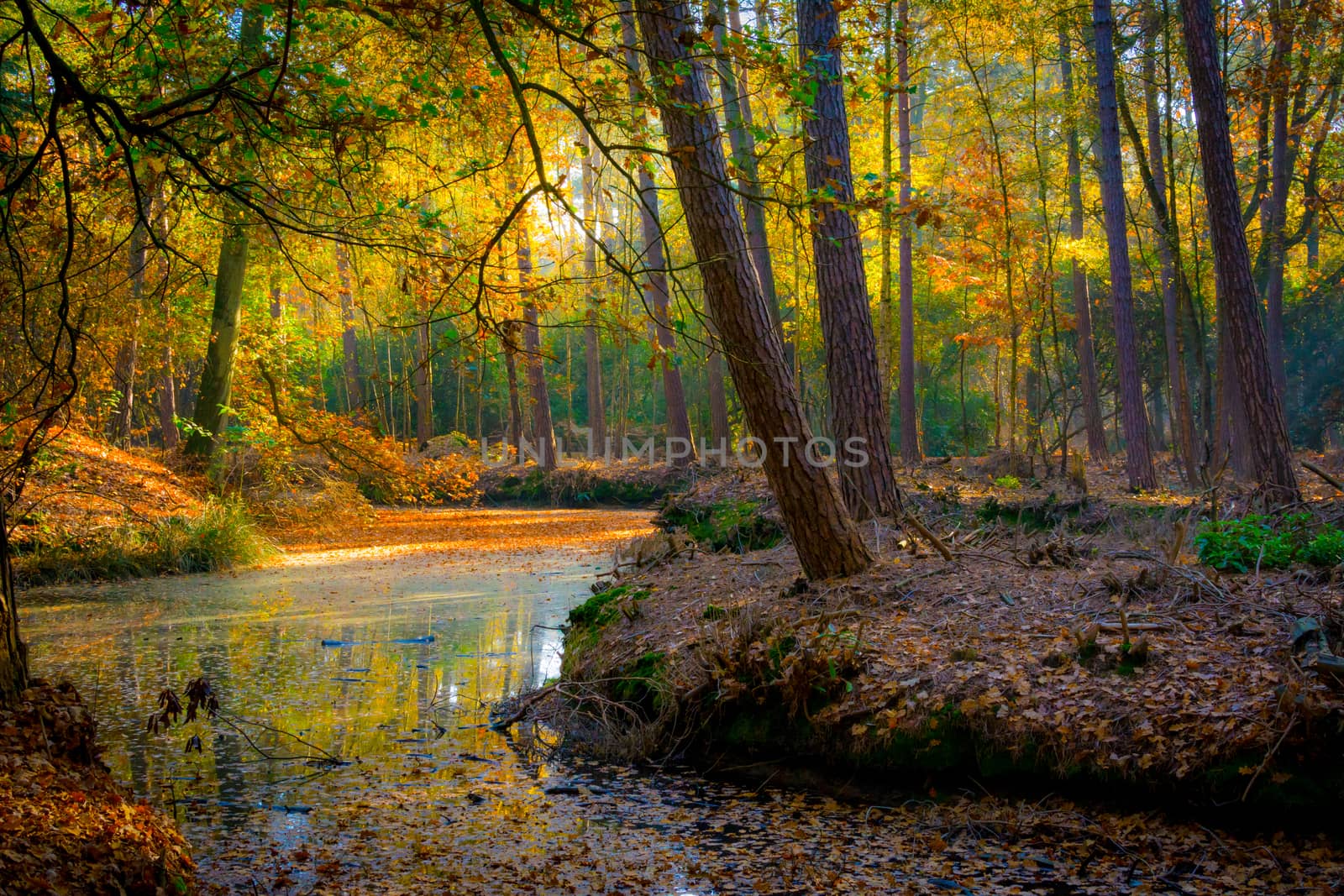 Autumn forest on a sunny day at the waterfront, river in the woodlands. Beauty in nature and seasons.