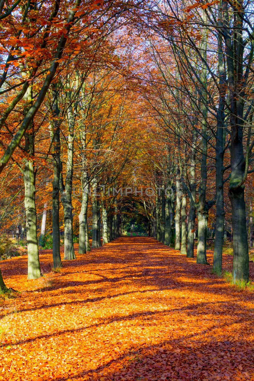 Autumn avenue, leaves on the ground, with trees lined up on a sunny day. Beauty in nature and seasons.