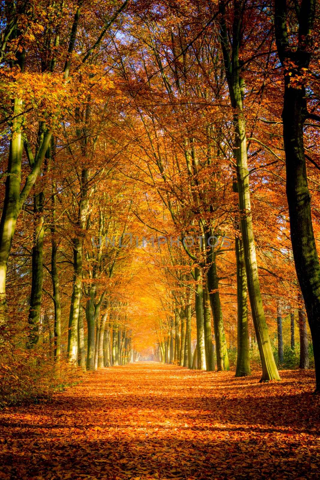 Autumn avenue, leaves on the ground, with trees lined up on a sunny day. Beauty in nature and seasons.