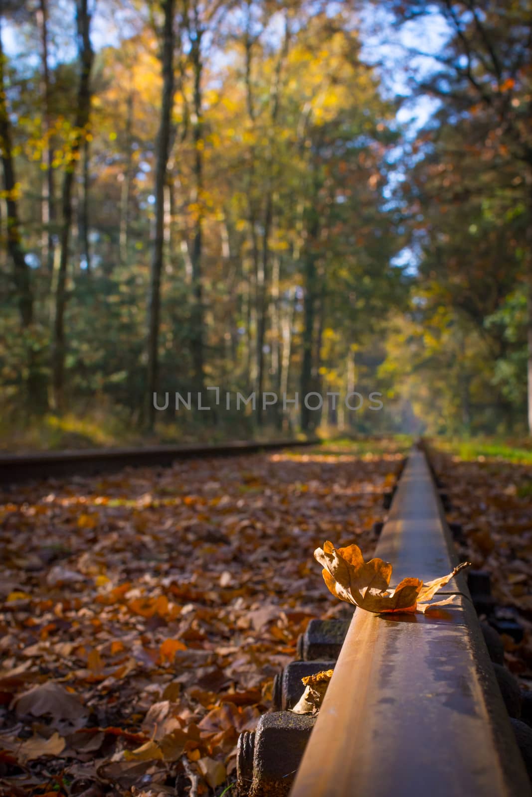 Leaf on a train track during fall season (autumn). Close-up and detail. by kb79