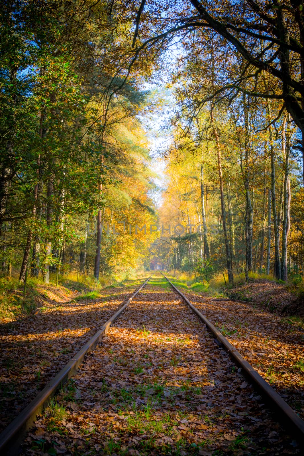 Empty railroad track through the forest in autumn (fall) on a sunny day, vanishing point by kb79