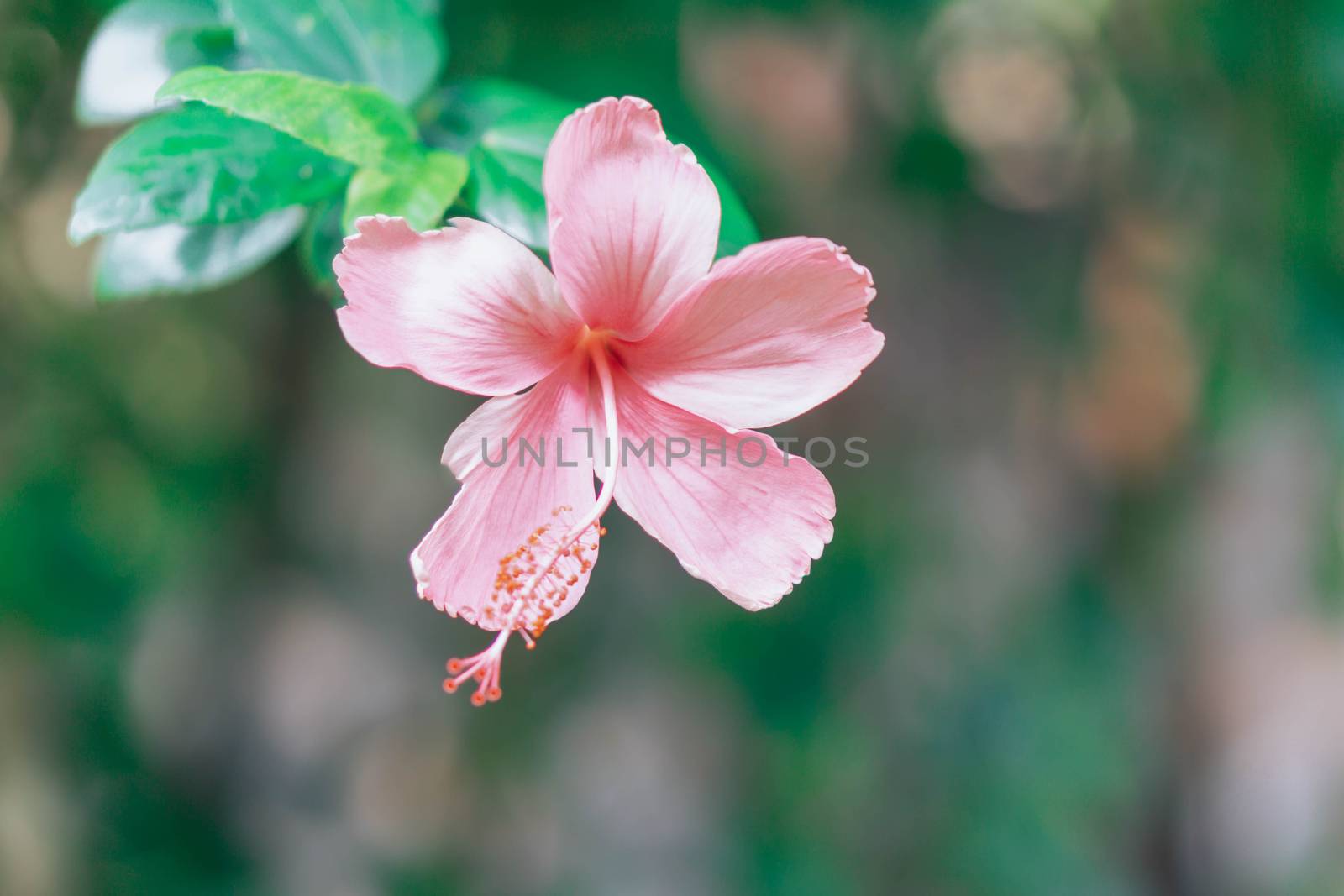 Red hibiscus flower on a green background. In the tropical garde by pt.pongsak@gmail.com