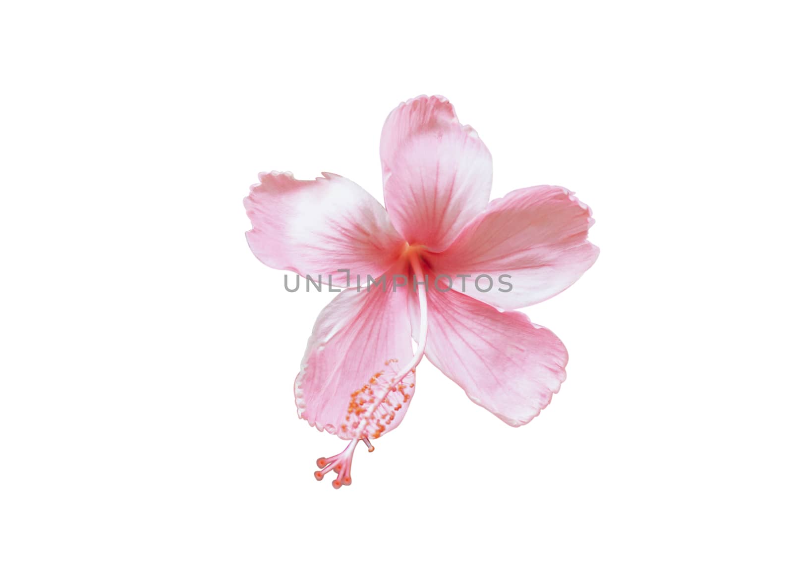 Close up pink hibiscus flower on white background