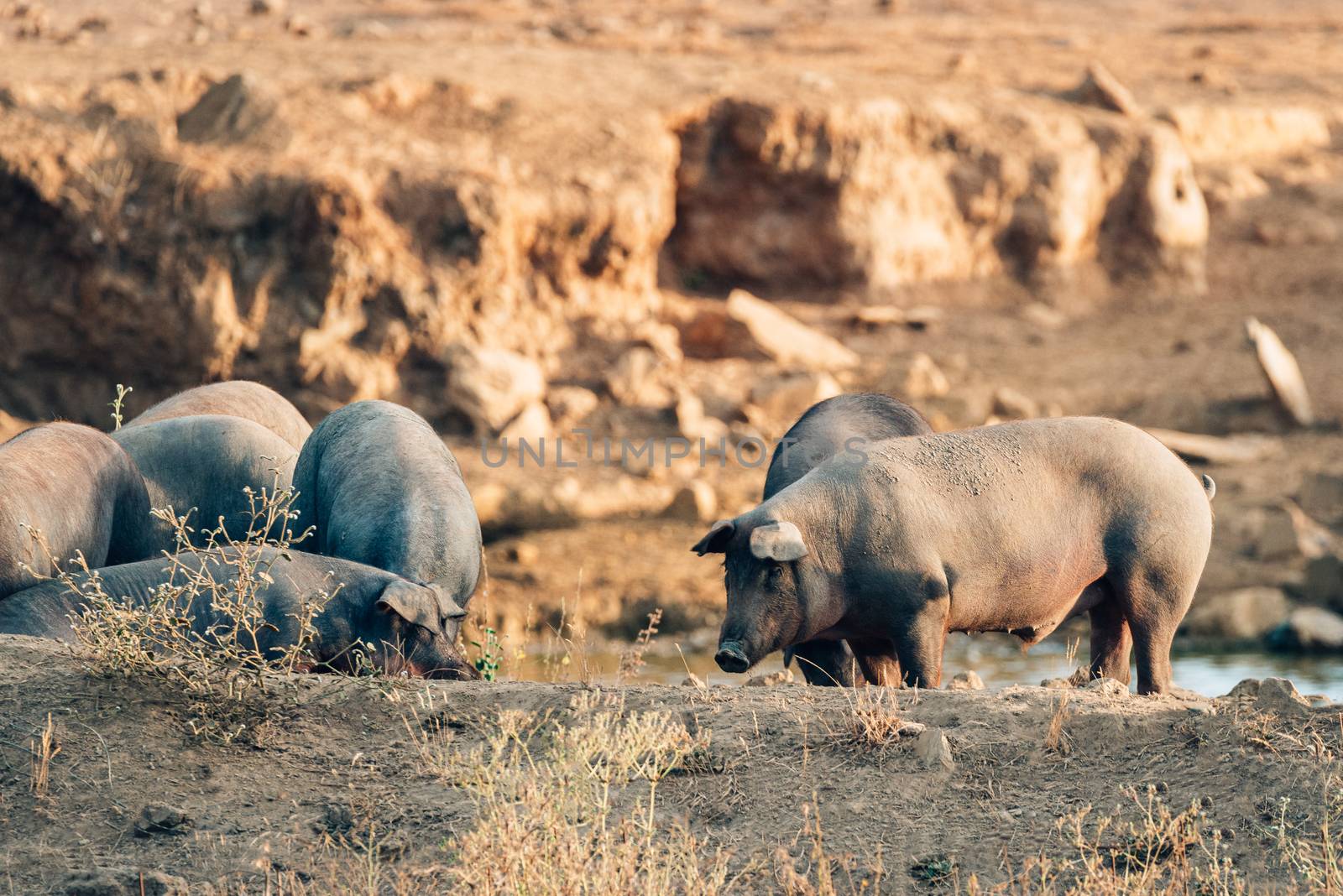 pigs in freedom in extremadura. by Fotoeventis