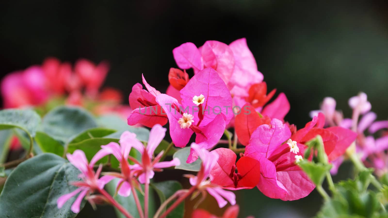 pink blooming bougainvillea close-up on nature background by Annado