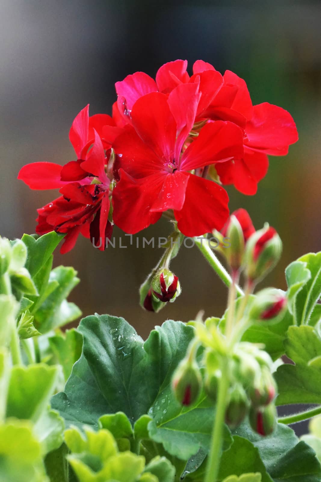 red geranium flowers close up on nature background by Annado