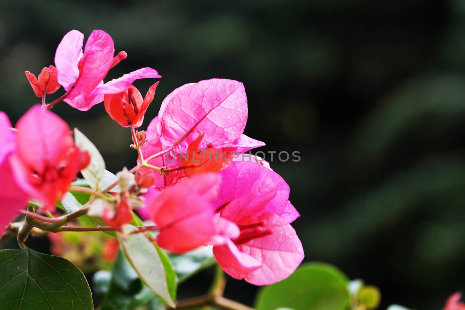 pink blooming bougainvillea close-up on nature background by Annado