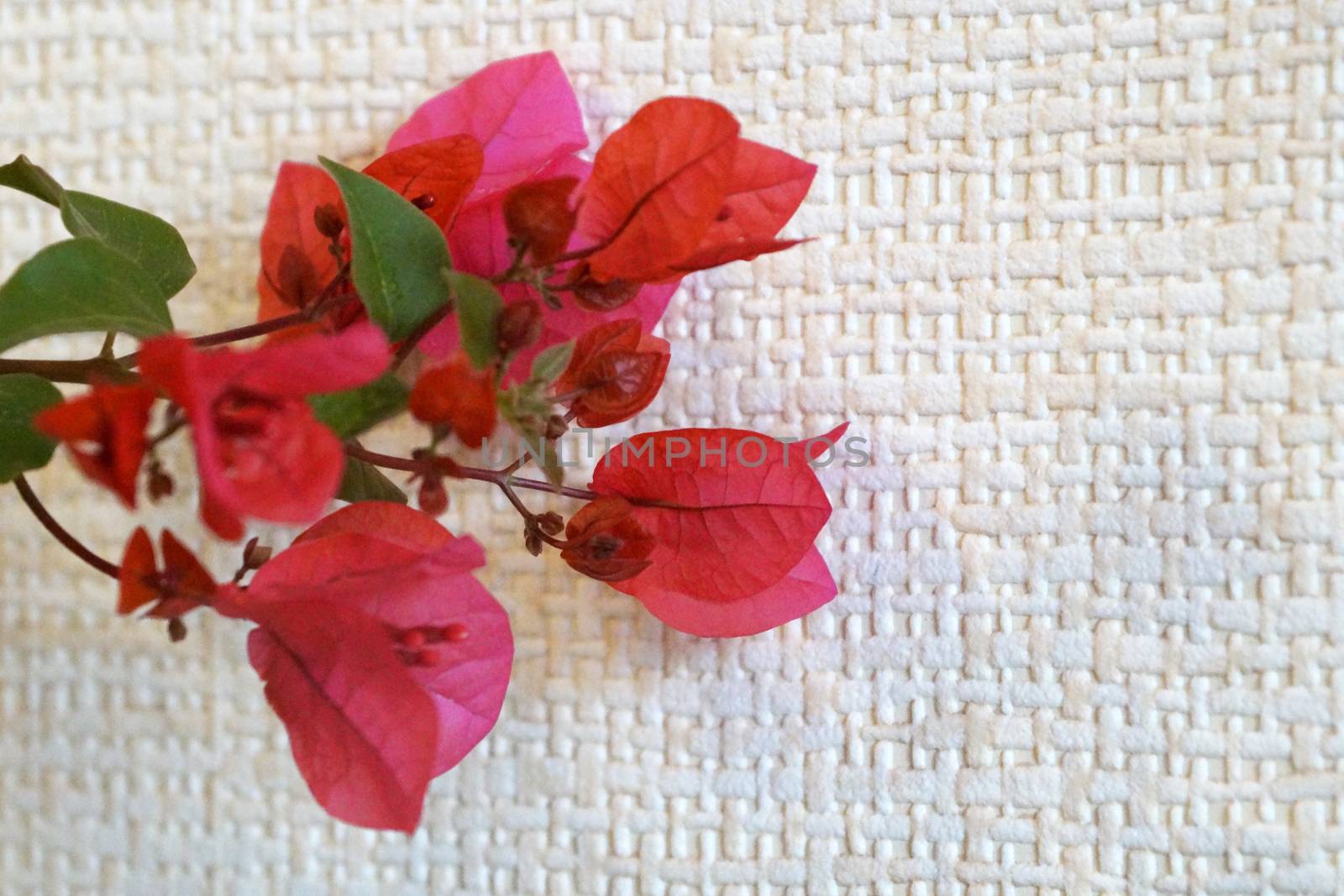 pink blooming bougainvillea close-up on a light background by Annado