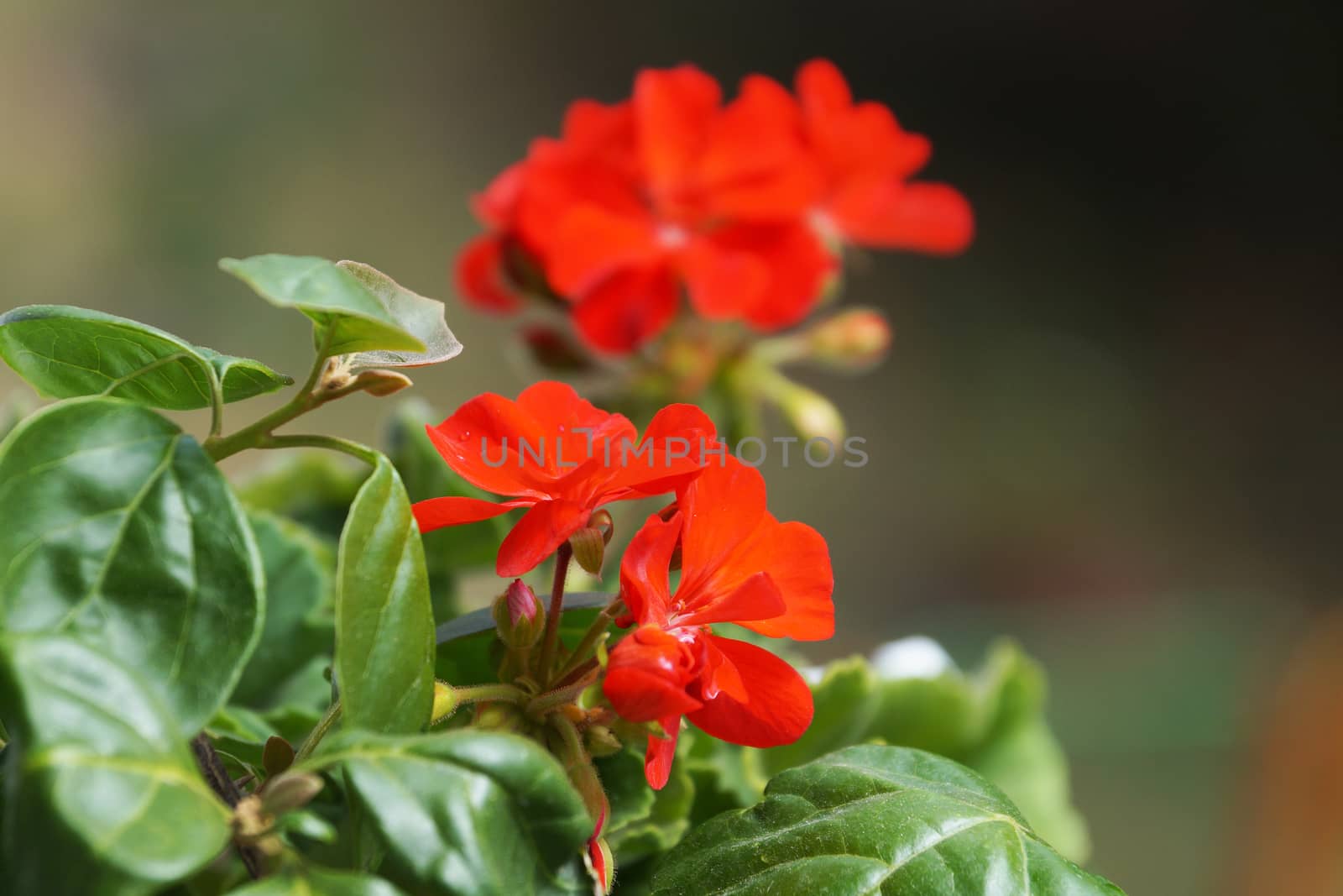 red geranium flowers close up on nature background.