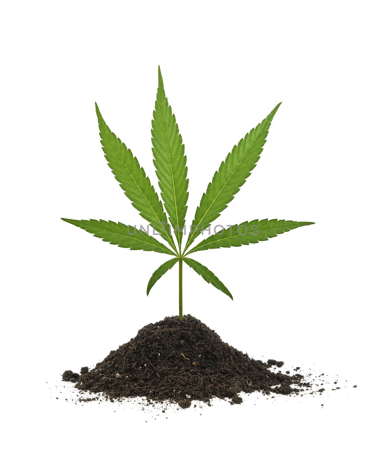 Close up one fresh green cannabis or hemp leaf growing out of soil heap isolated on white background, low angle side view