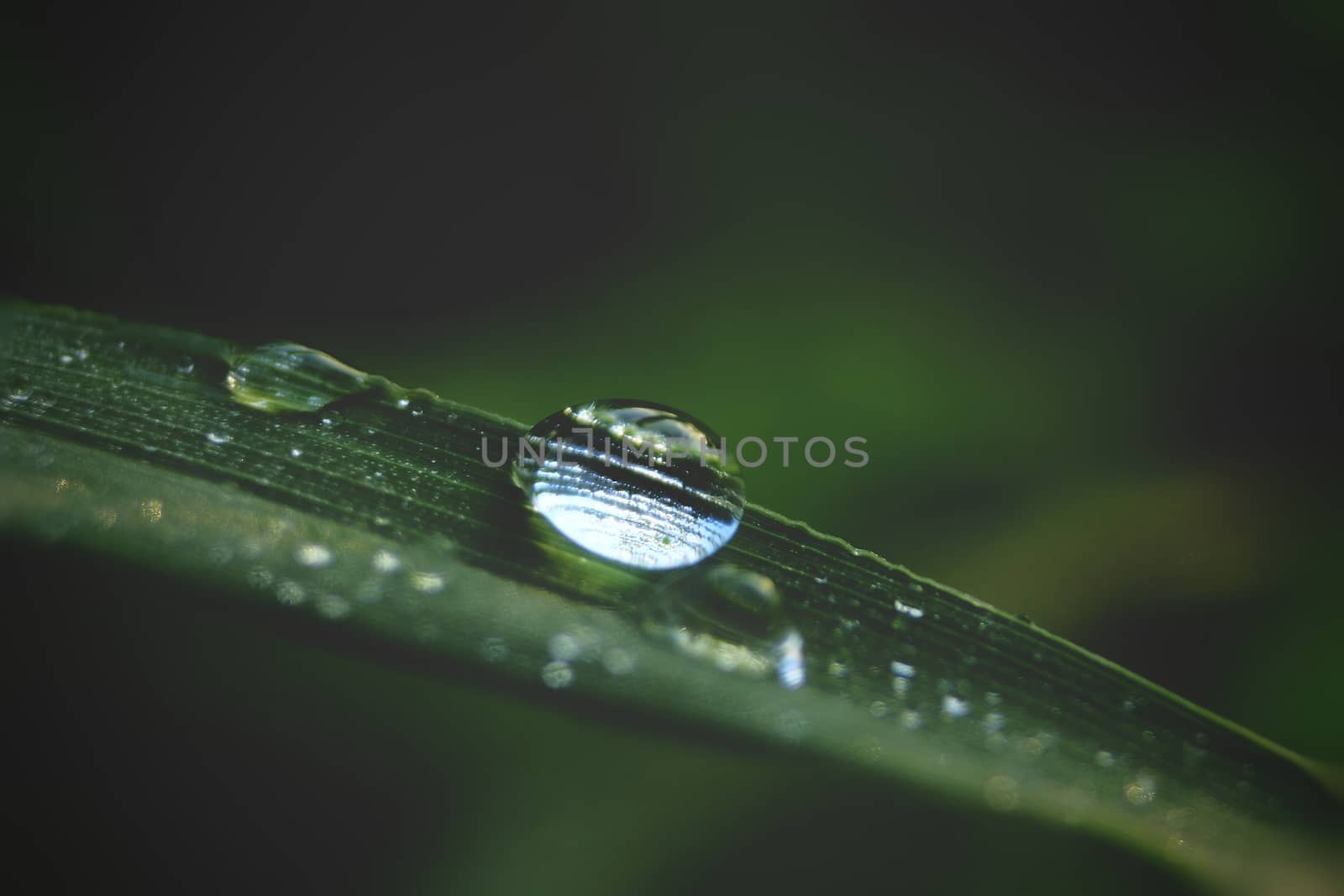 Closeup Green grass with water drops after rain With morning light on nature background dark tone