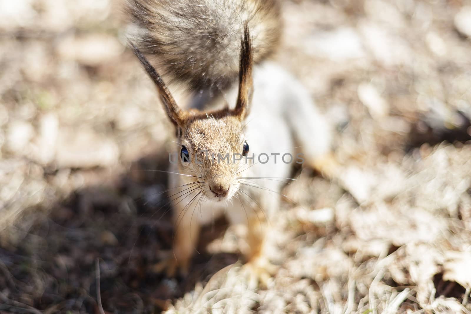 A cute grey squirrel sits on the Ground on all fours and looks directly into the camera with curiosity and interest, international animal day, international wildlife day by Pirlik